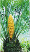 贵州苏铁(棕榈状常绿植物)
