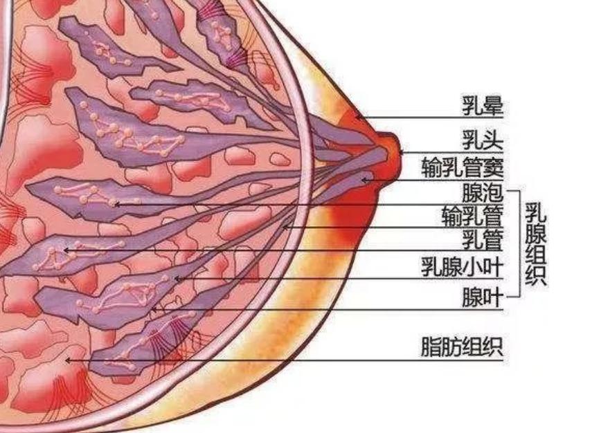 输乳管