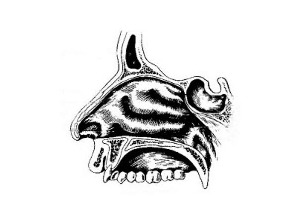 上鼻甲