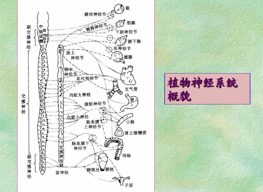 植物神经系统