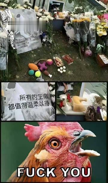 #韩国动物团体呼吁禁止吃鸡肉#没毛病，所有的生命都值得温柔以待，你的狗命是命，鸡