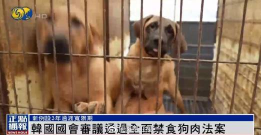 韩国国会1月9日召开了全体会议，以208票赞成，两票弃权的结果通过了禁食狗肉的法