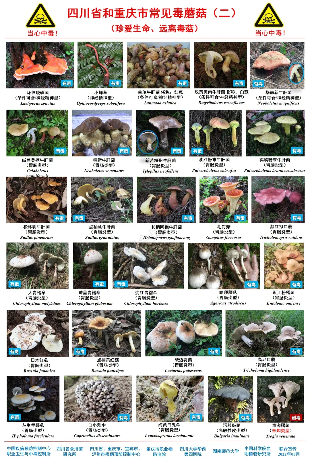这些蘑菇都有毒！随着雨季来临、气温升高，野生菌进入生长旺季，也是野生菌中毒的高发