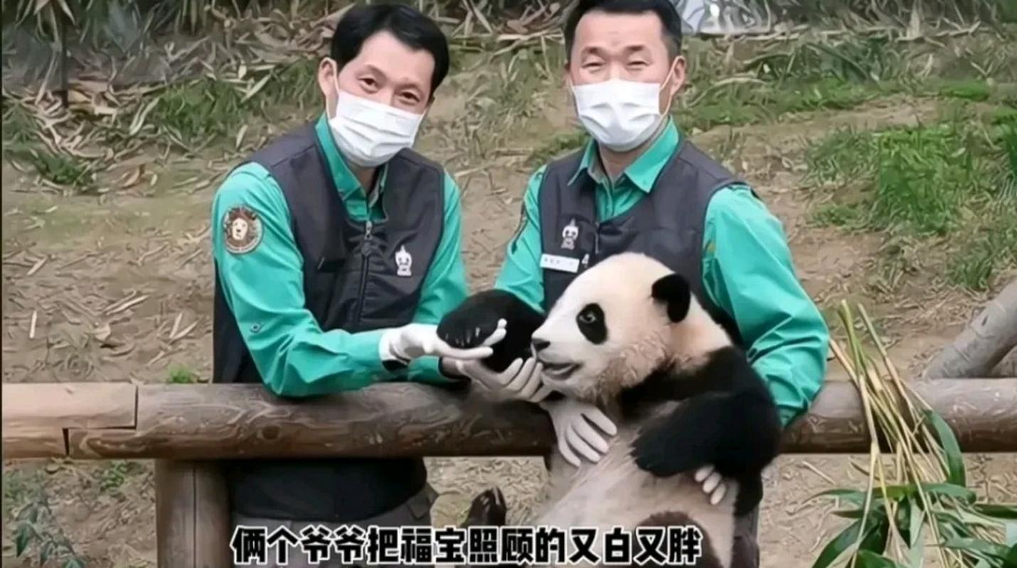 感人福宝以后还有机会见到他们吗