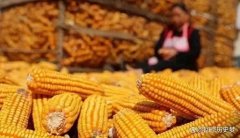 为什么在大量进口玉米的同时，国内玉米的价格却没有明显下降，甚至还有一些地区出现了