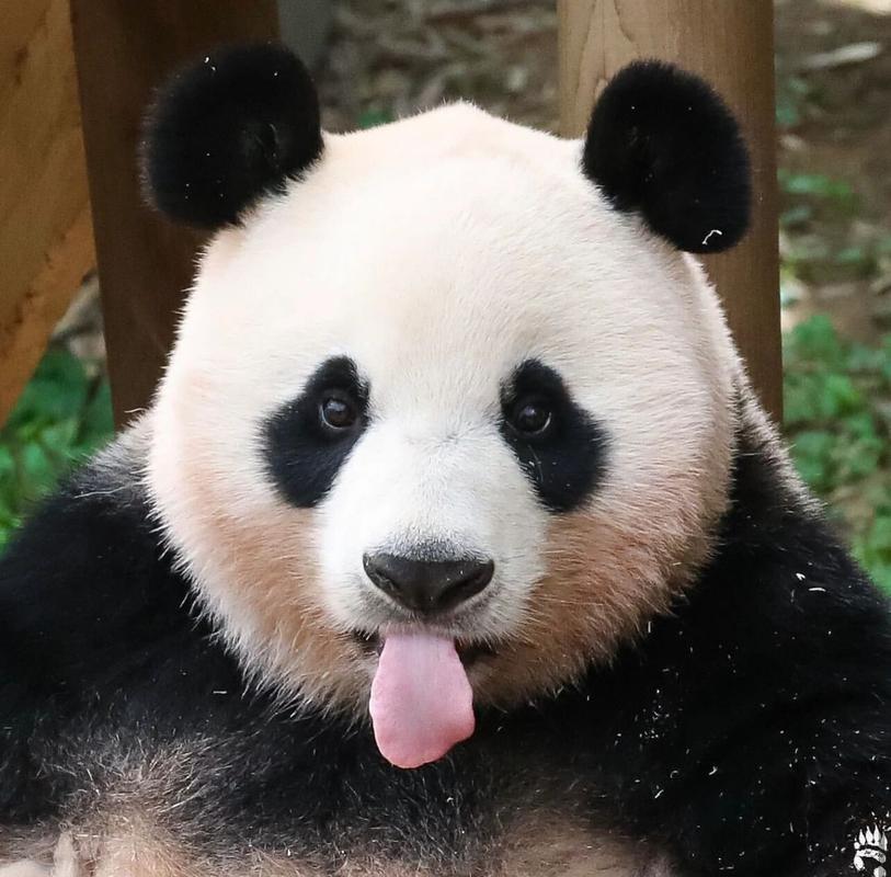 直播在看，福宝养的很好，感觉胖了一些，还是那一幅傻乐乐的样子，毛发土黄又发亮，看