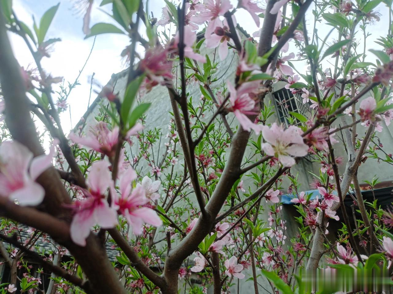 #分享家乡的清明习俗#请明祭祖本地一直都是烧香烧纸钱的习俗；另外到每个先人坟头插