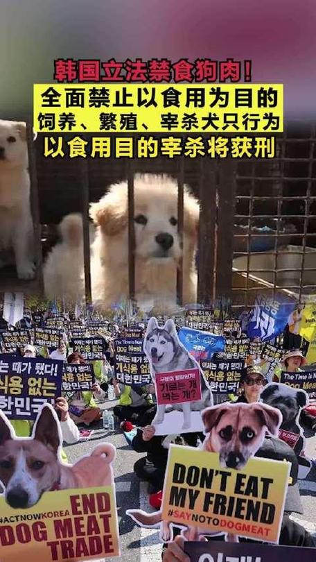 考虑文化差异和传统习俗，禁食狗肉立法是否会触碰到韩国社会的敏感神经？