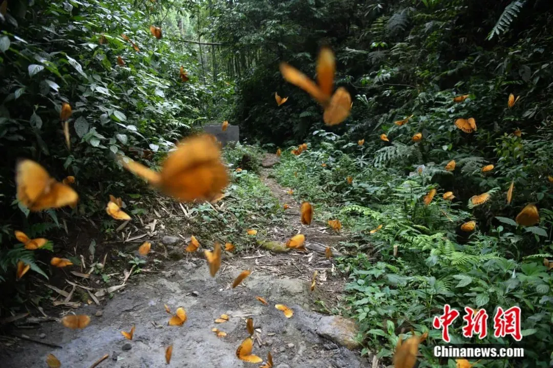 #云南蝴蝶大爆发将迎来最佳观赏期#可观赏的蝴蝶爆发点有四个：马拐塘林区：预计爆发