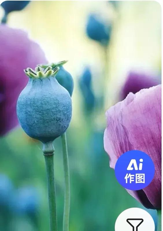 六盘水惊现神秘罂粟种植者！无人机巡查发现一女子在楼顶种植了900多株罂粟，准备涮