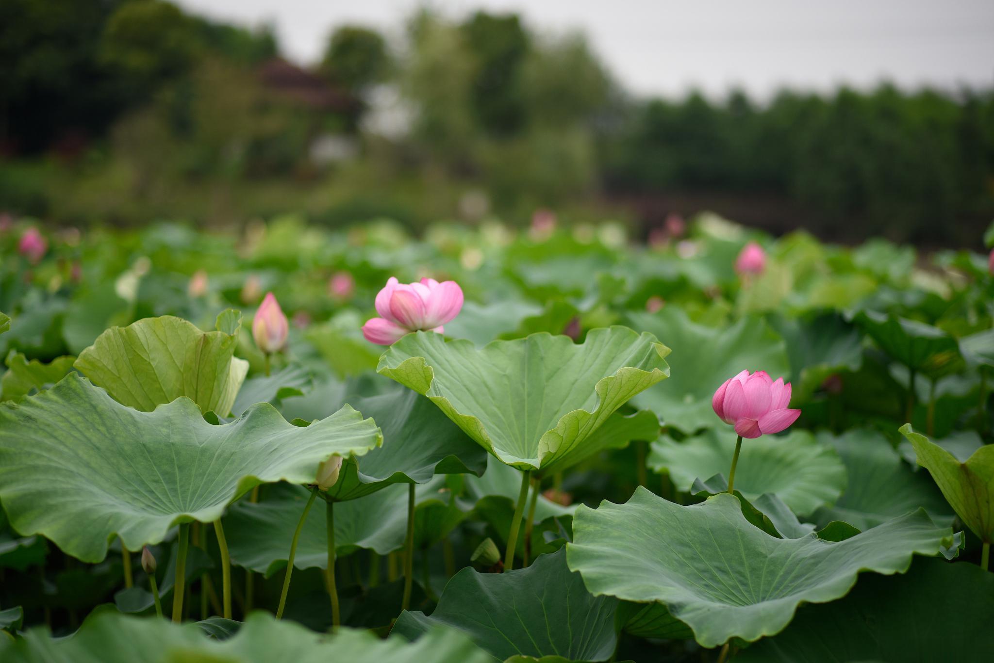 县长携女儿出镜拍宣传片被质疑。琪姐言：这是在为家乡代言，我认为很光荣！质疑的人是