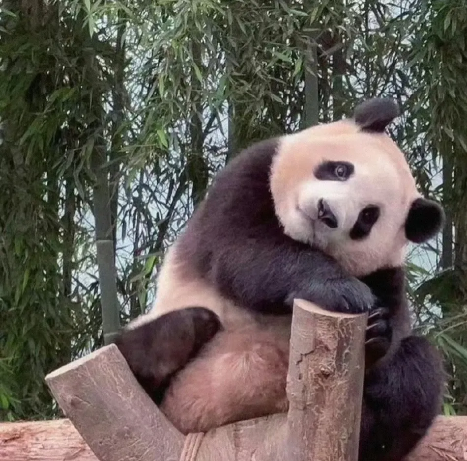 回国了！旅韩大熊猫“福宝”今日启程回国。据悉，福宝今天早上乘包机回国，预计今天下