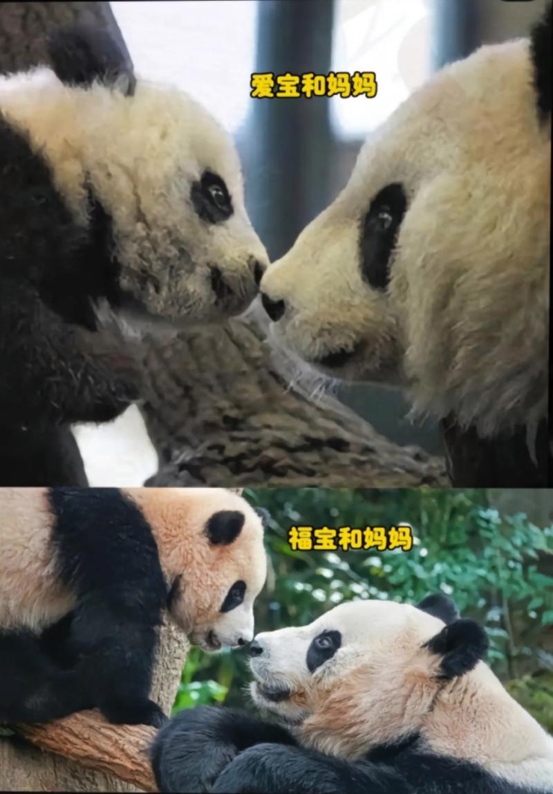 福宝宝宝，永远带来幸福的宝物，欢迎回家！