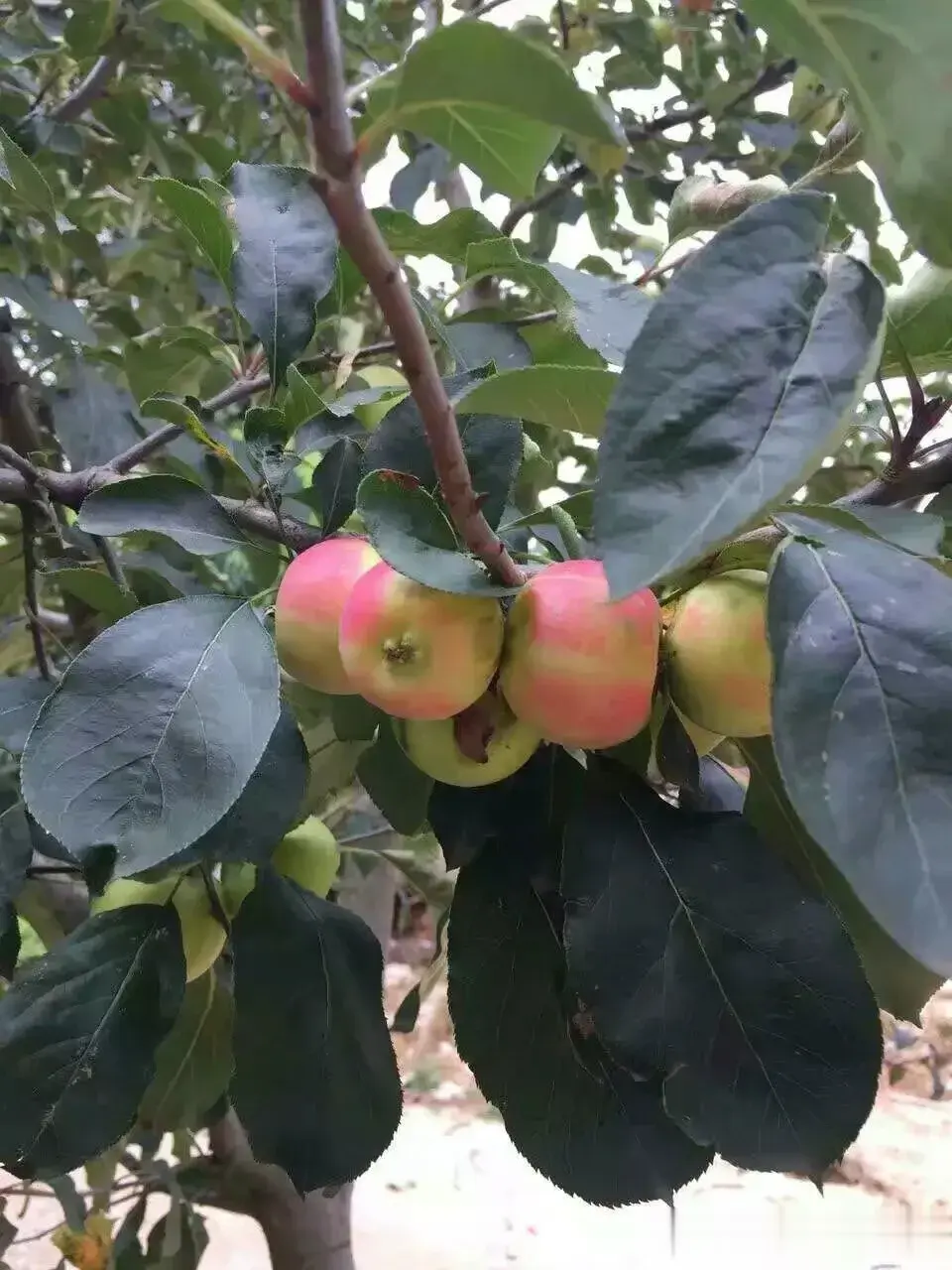 花红，黑皮西瓜，人生果，坐标云南曲靖沾益#分享家乡特有的野生水果# 
