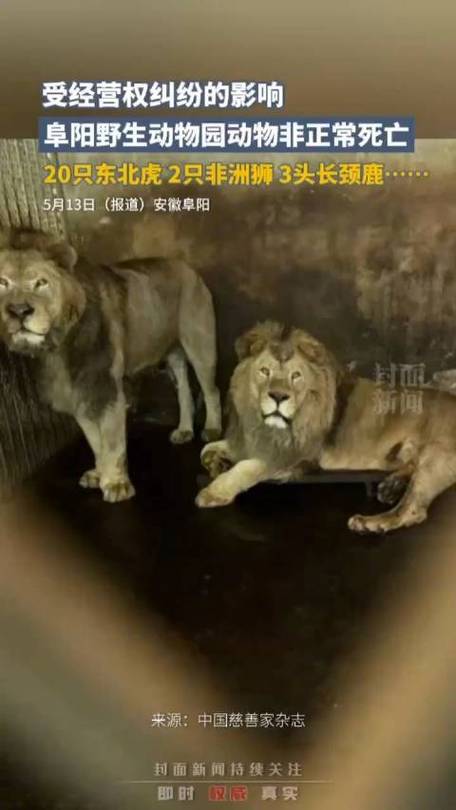 惊闻此消息，我怒不可遏！动物园的不作为，公然违反了人类对自然的承诺。东北虎作为我
