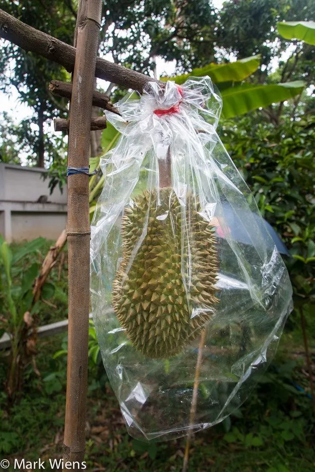 采榴莲需要两个人完成，一个人在树上将榴莲弄脱落，另一个人在树下用麻袋接住。 
