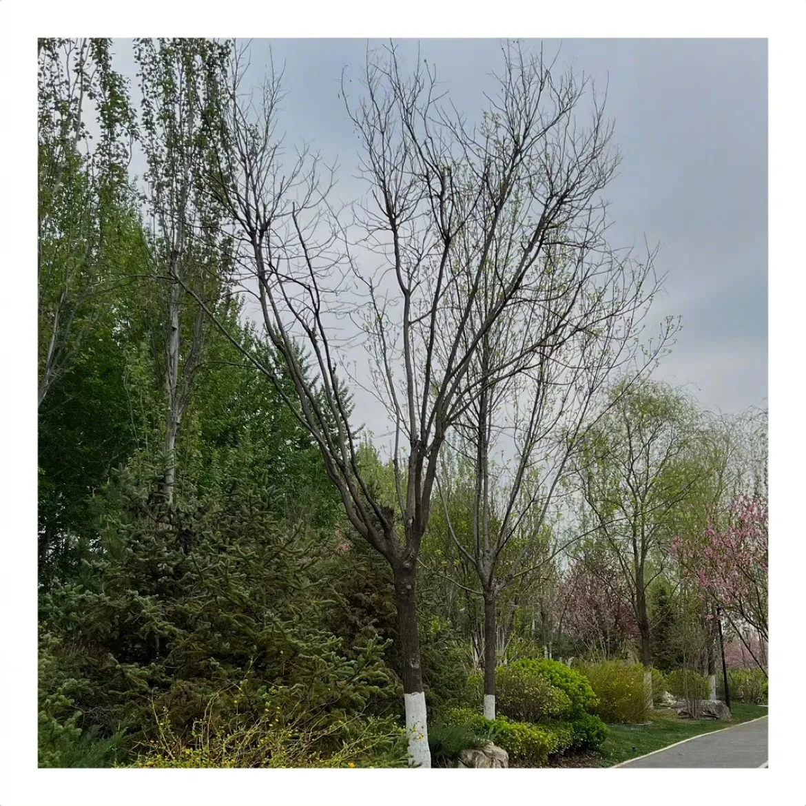 #清华发布芯片最新研究成果#清华大学的方璐副教授和戴琼海院士团队在智能计算上取得