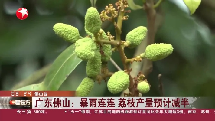 暴雨你闹够了没？这不，荔枝都减产半了！ 
