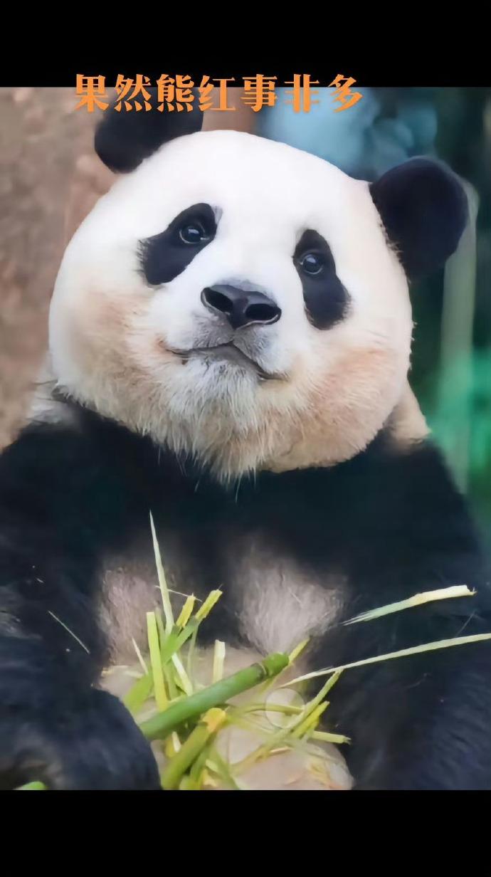可爱的福宝要出来营业啦，一定会萌翻全场！
