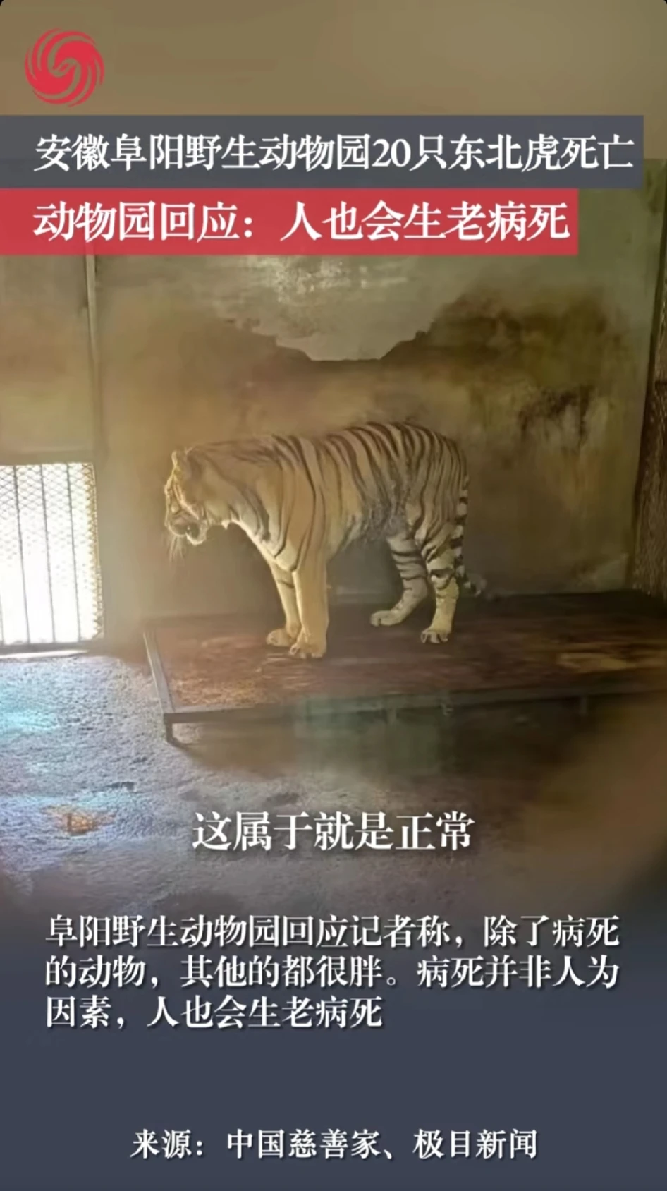 动物园20只东北虎死亡大家不要怀疑了动物园给回应了动物园:动物死亡是正常死亡动物