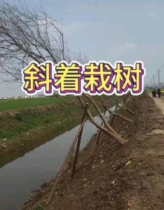 然而，也有人持不同观点。他们认为，斜着栽树是一种创新的尝试，能够增加城市景观的多