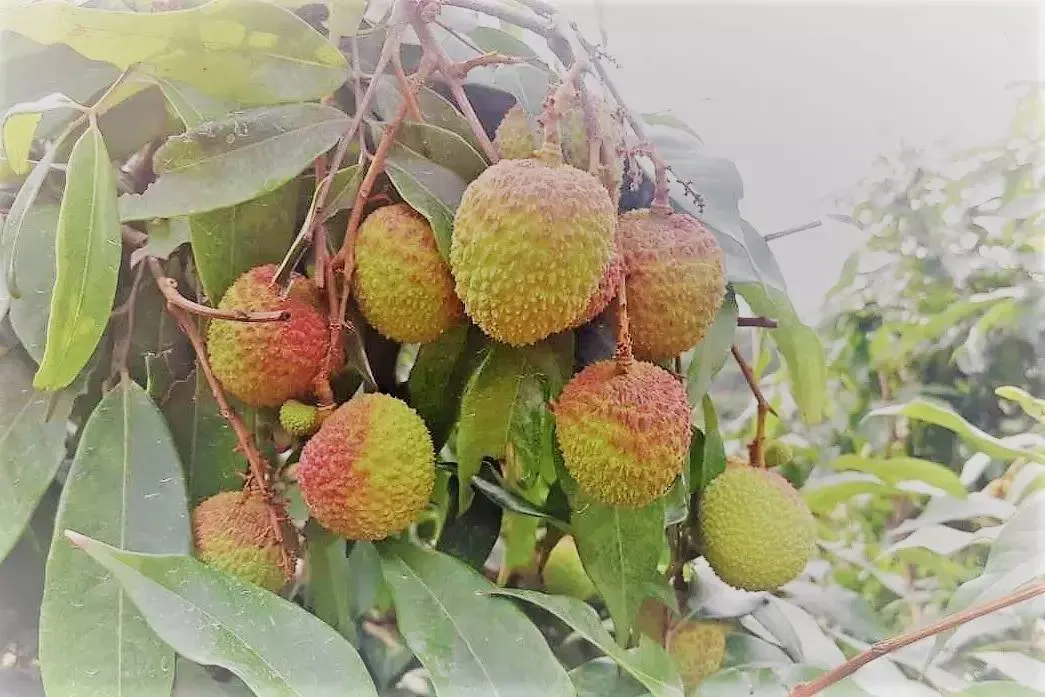 广东荔枝不挂果，果农心塞。