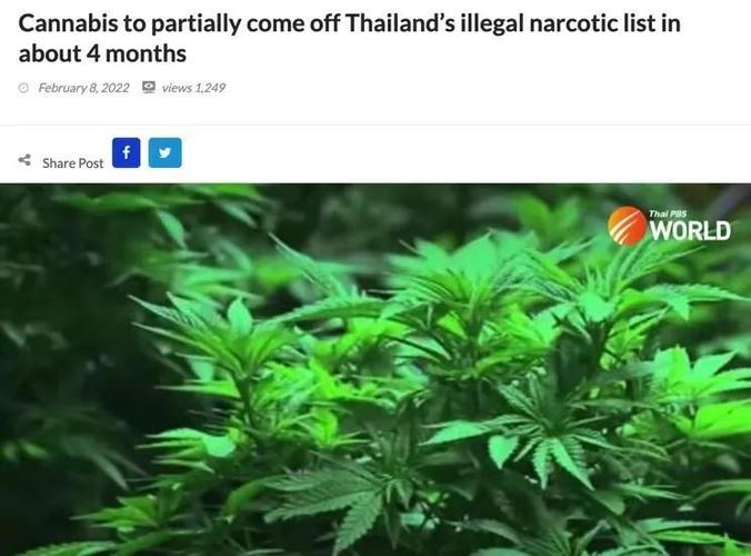 泰国禁私消大麻