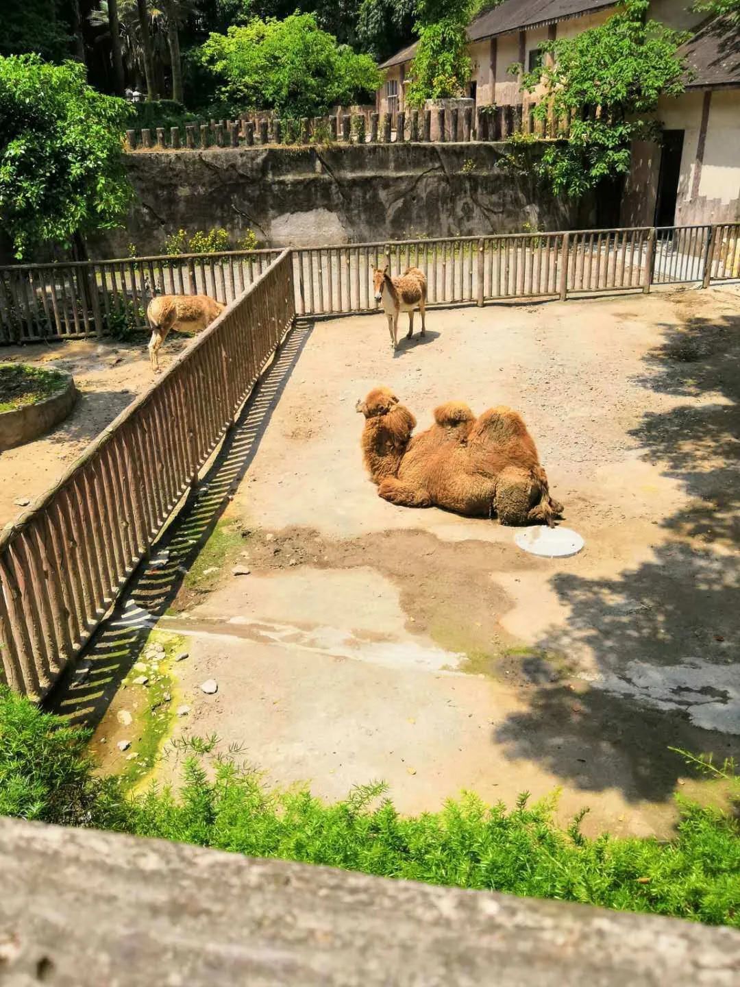 这是一个关于家乡动物园的讨论，但我更怀念的是那个我曾经熟悉的家乡动物园。它可能没