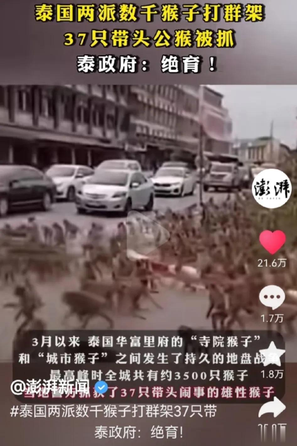 泰国两派猴子共数千只，在大街上打群架。政府不得不将37只带头公猴抓获，作绝育处理