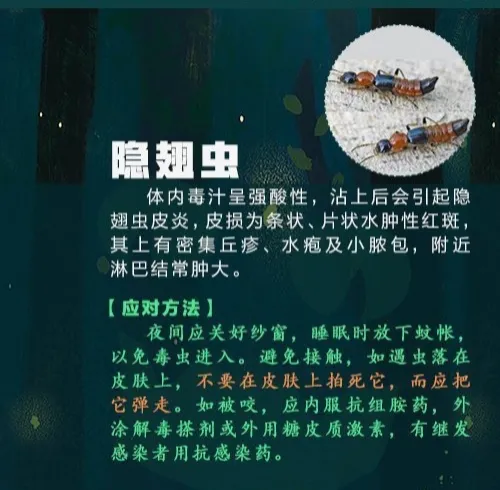 #女子把隐翅虫当蚊子拍死差点毁容#身上发现隐翅虫千万不要拍打！夏季蚊虫活跃，人极
