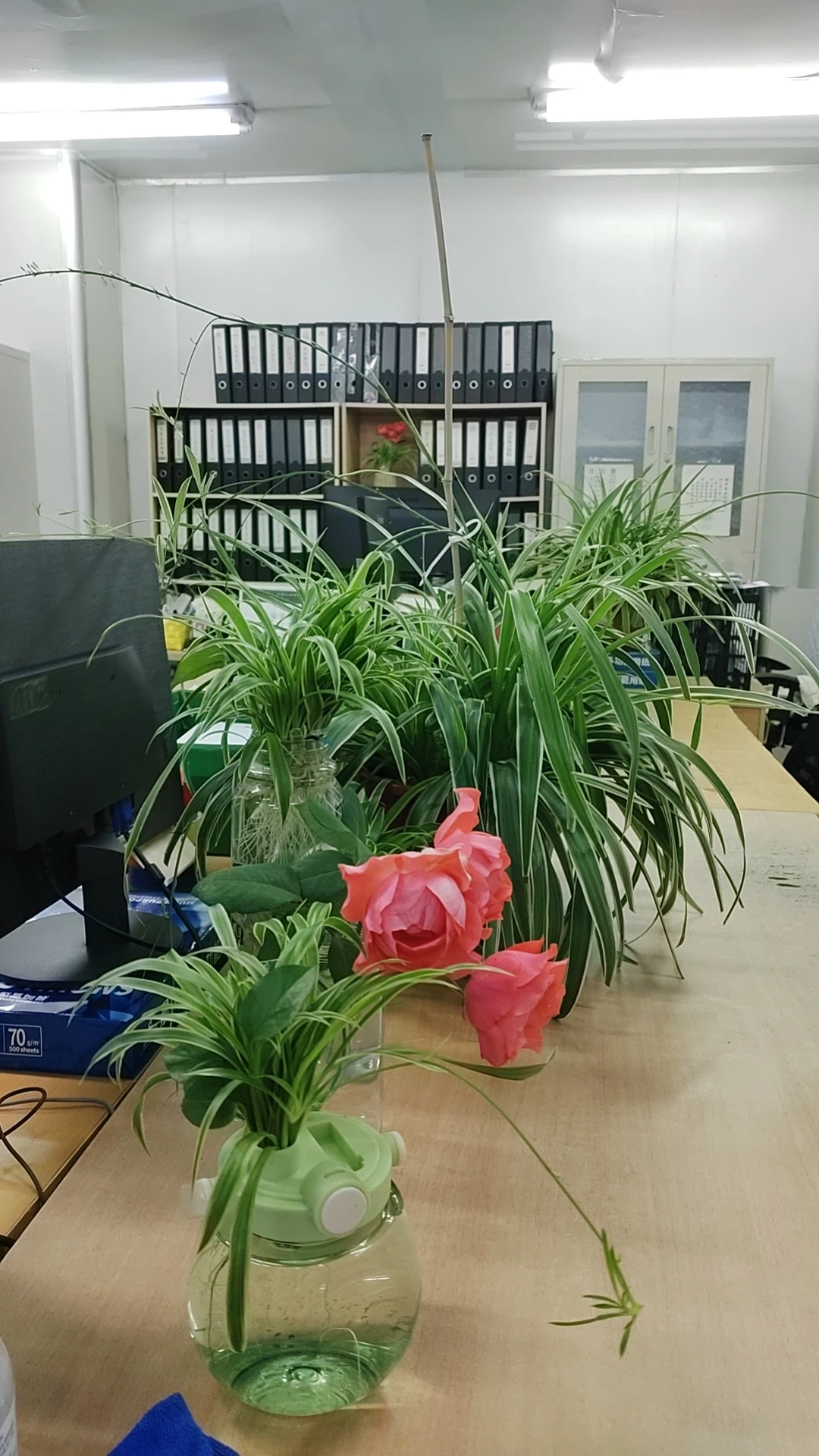 办公室绿植能提升工作效率和环境氛围，我认为是必不可少的装饰，不仅美观，还有益健康