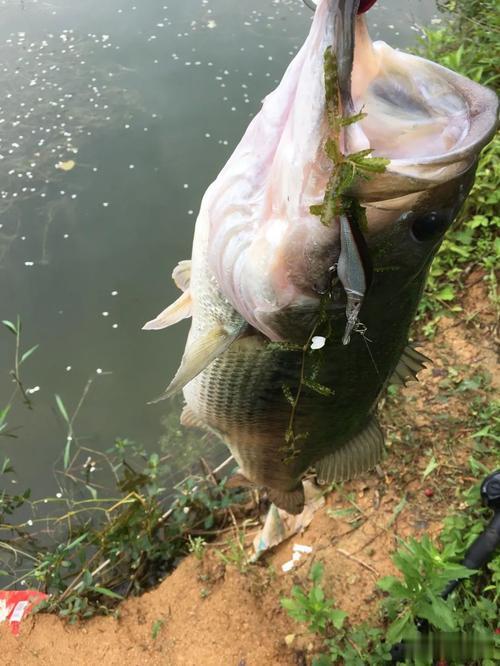钓鱼看似休闲，实则烧钱无底洞。装备升级、鱼饵消耗、场地费用，不知不觉钱包空空。 