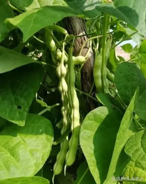 想吃豆角自己种啊，豆角那么高产，根本吃不完。 
