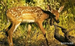 现代社会虽然人们对食物的选择更加多样化，鹿肉在市场上的稀缺性并没有显著改变。这不