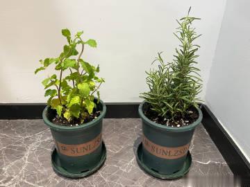 买了几盆薄荷迷迭香小辣椒，还种了点香菜，看看后面能不能长出来#刻在中国人dna里