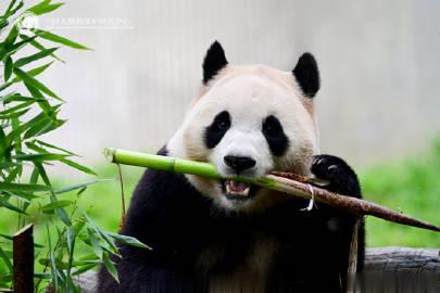 #福宝##福宝营业了#啊啊啊真的太可爱了要一直幸福下去啊！