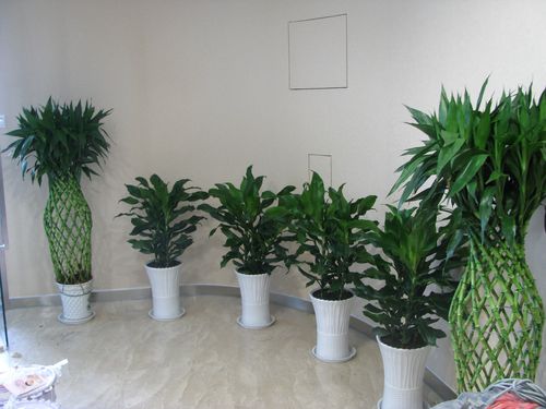 办公室绿植热潮，我也跟风摆了几盆，不仅美化环境，据说还能减压呢！你们呢？ 
