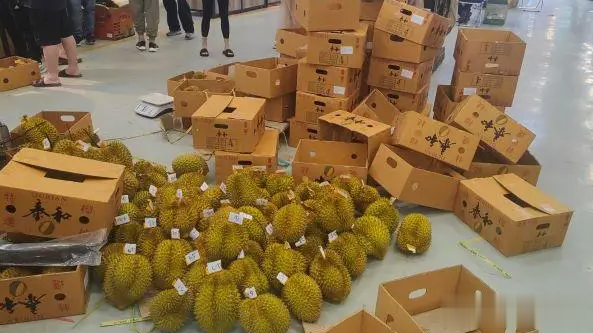 榴莲价格比上月便宜了一半。怪不得“一天开几百个榴莲，工具都累了”，原来是价格下来