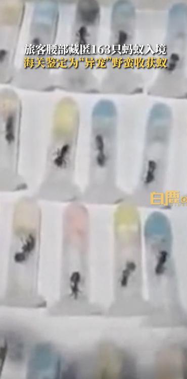 如果这些蚂蚁入境的话，会对我们的生态造成影响，而且这些蚂蚁还有剧毒，我们国人的生