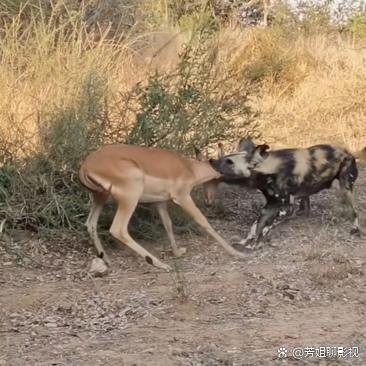 同样是四条腿，狗狗和鹿有什么不同呢？为什么狗狗可以吃鹿肉，而我们却不救救那些无辜