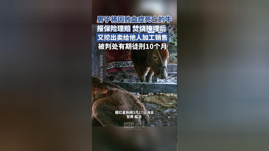 丧尽天良的人，应该严惩！近日，一黑心的商户将因败血症的死亡的牛，报保险获赔后，将