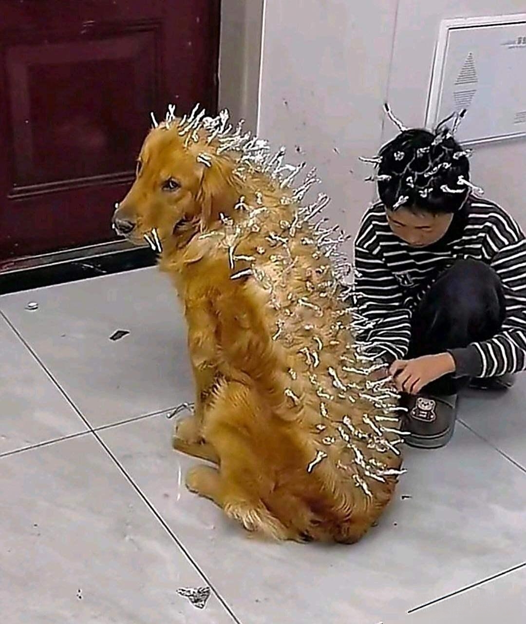 下班一进门，瞅见那场景，我直接惊掉下巴！那熊孩子居然在给二蛋弄造型，给狗狗烫了个锡纸烫，狗狗一脸无奈，又好笑又让人生气。家人们，你们家孩子也这样不？