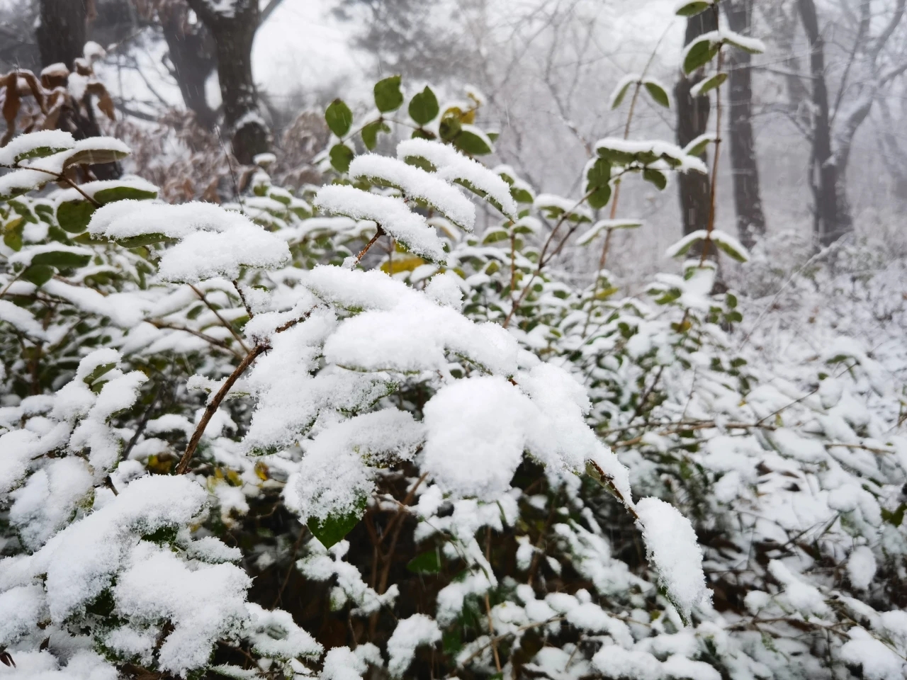 今日河南北部洛阳老君山、登封嵩山都下起了雪，冬天真的来了！