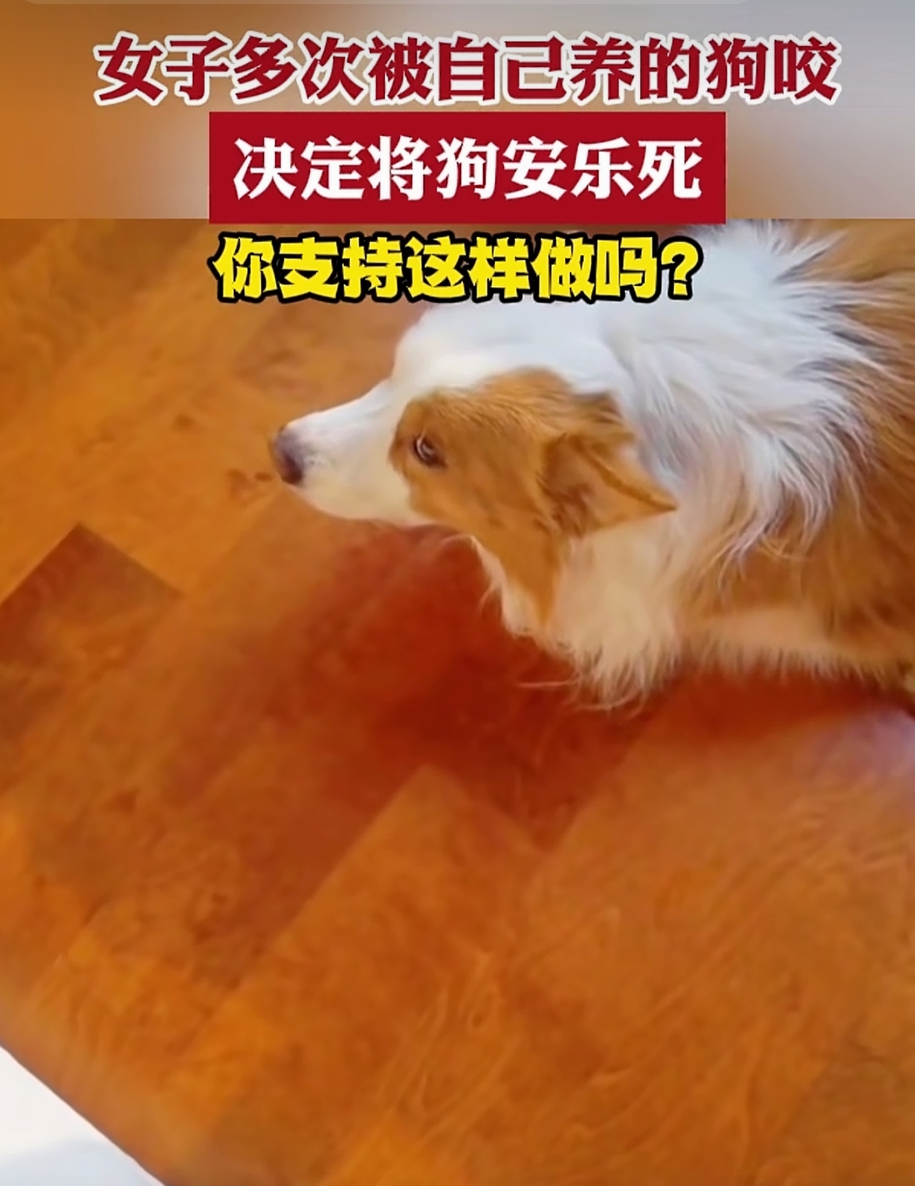 生活有一个常识，咬人的狗，就是跟主人相克，坚决不能留。