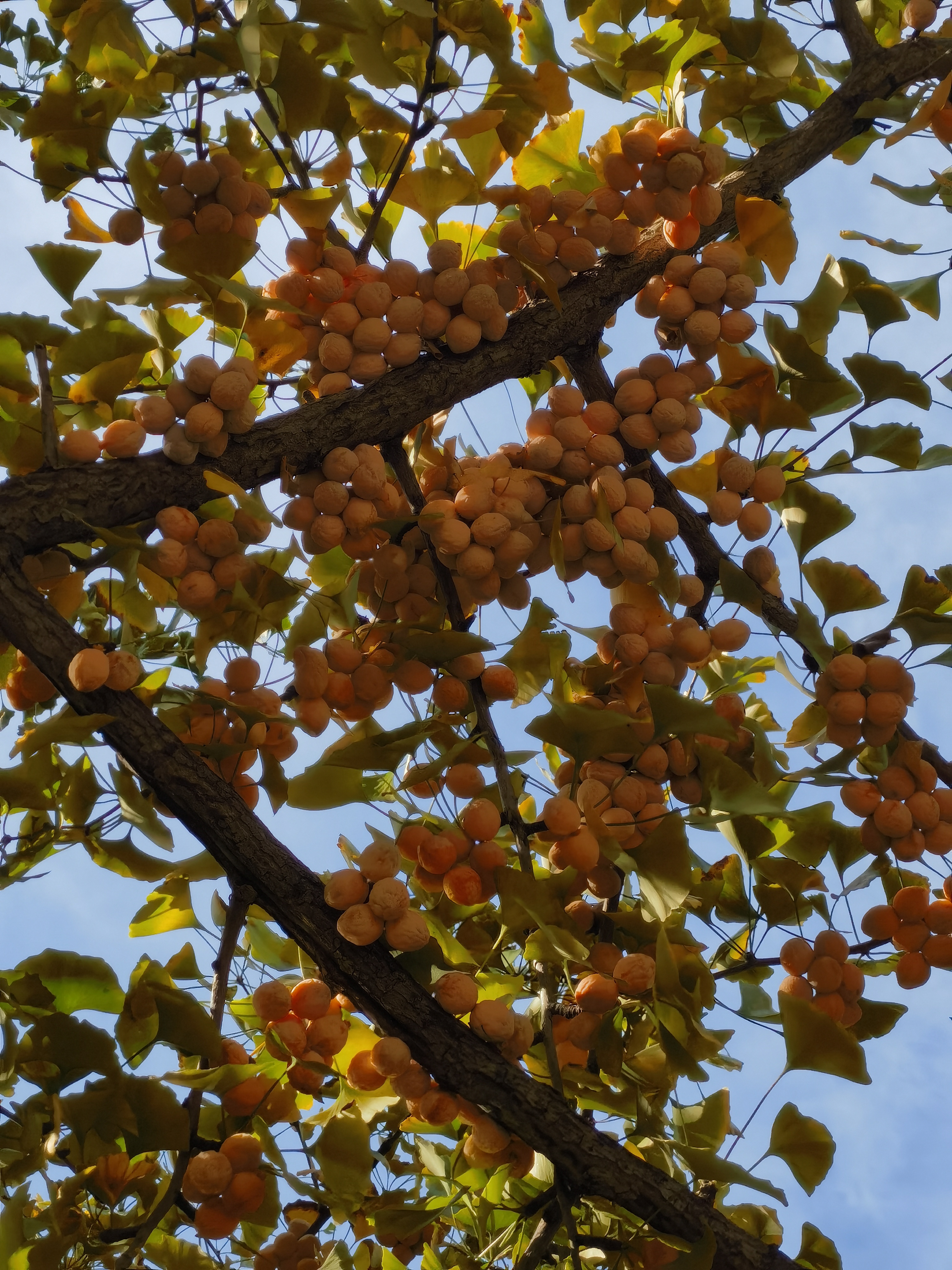 小区有几颗母银杏树，一到季节就满树白果，看上去硕果累累，一旦掉到地上，臭气熏天，不知道这种白果能做什么，据说有很大的药用价值，就是不知道为啥这么臭？