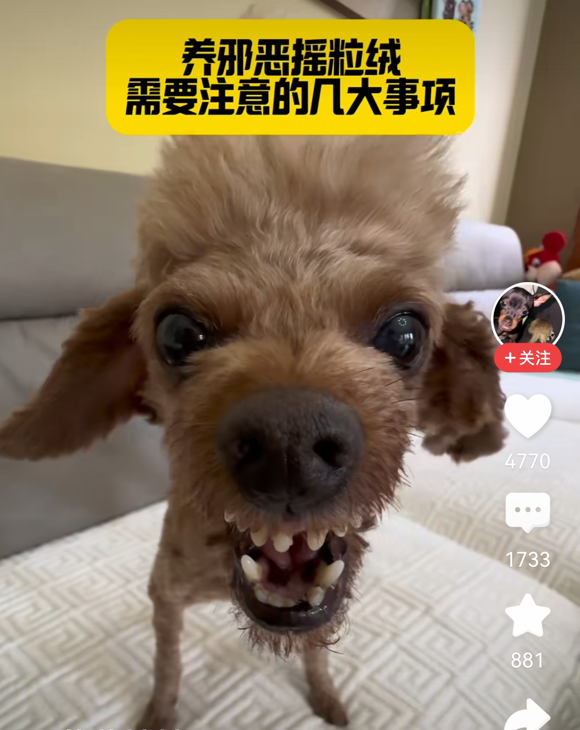 这种狗，看着就邪恶，😈😈😈😈😈，留着干啥呢？