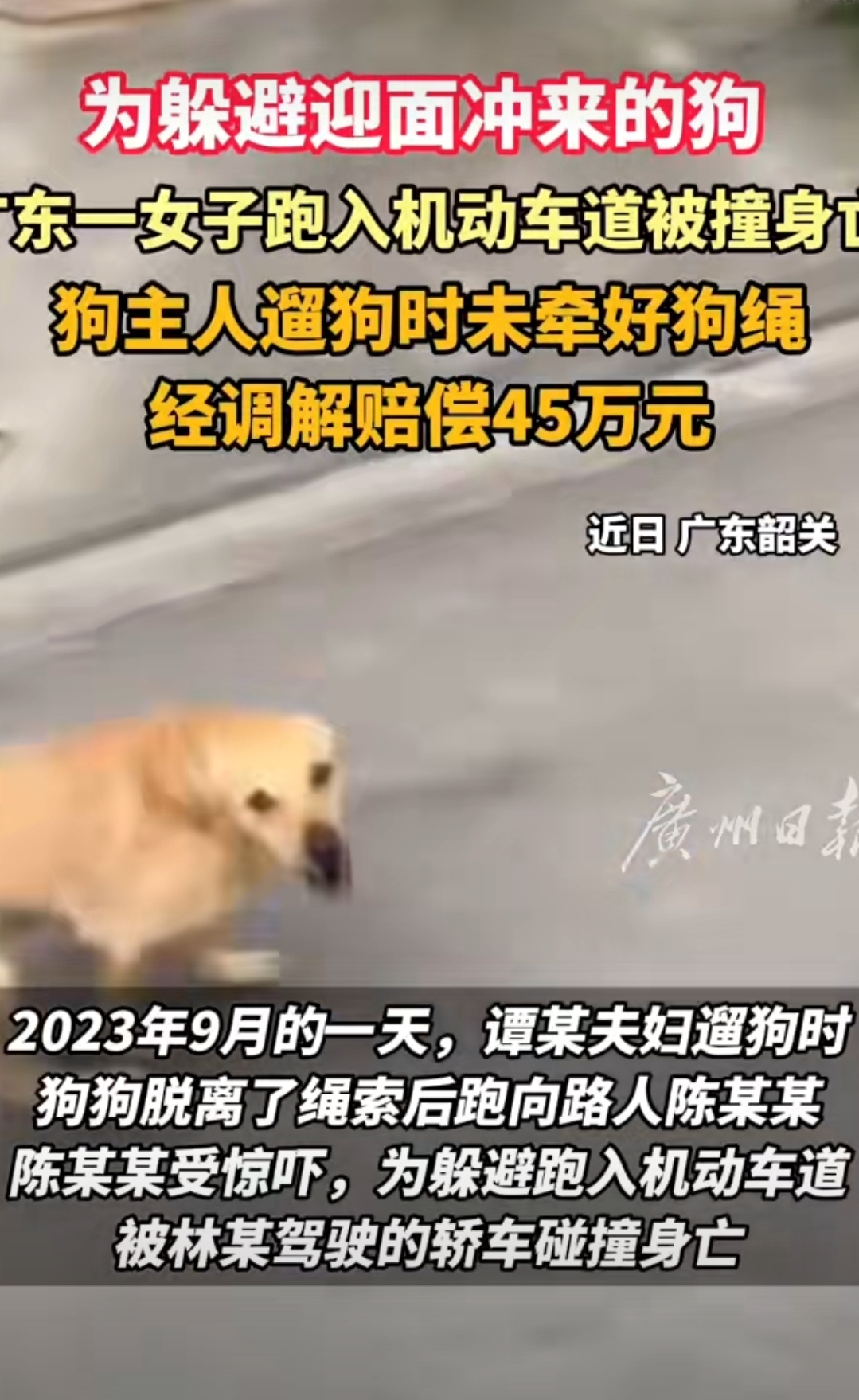#主人没牵住狗绳致路人车祸身亡#这个狗，养的成本有点高，赔偿45万呀，原本就是拴绳的事，不知道为啥，那些狗奴就是不愿意给狗拴绳，就像他们自己拴绳一样，现在花钱了，老实了。

2023年9月的一天，谭某