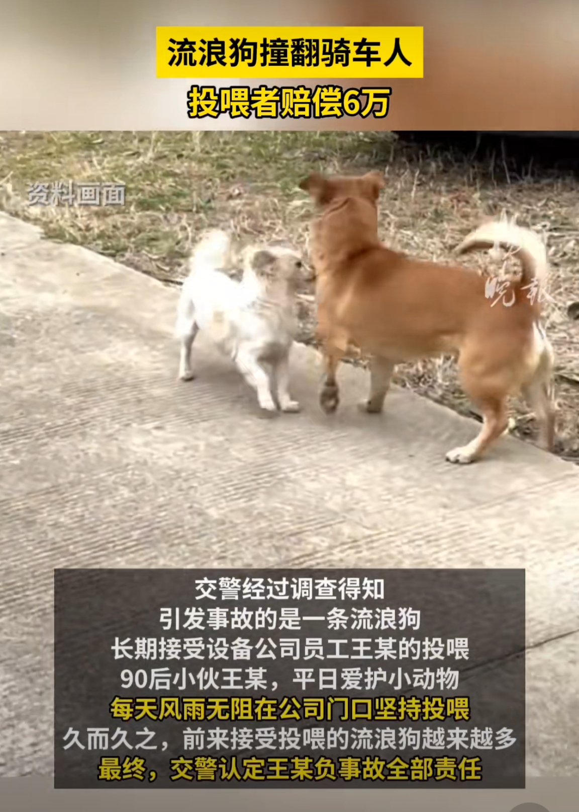 这个案子判的没毛病呀，你要养流浪狗就好好养呀，不要让它们伤害人呀，如果造成伤害就赔偿，就是这样的呀。#流浪狗撞翻骑车人投喂者赔偿6万#