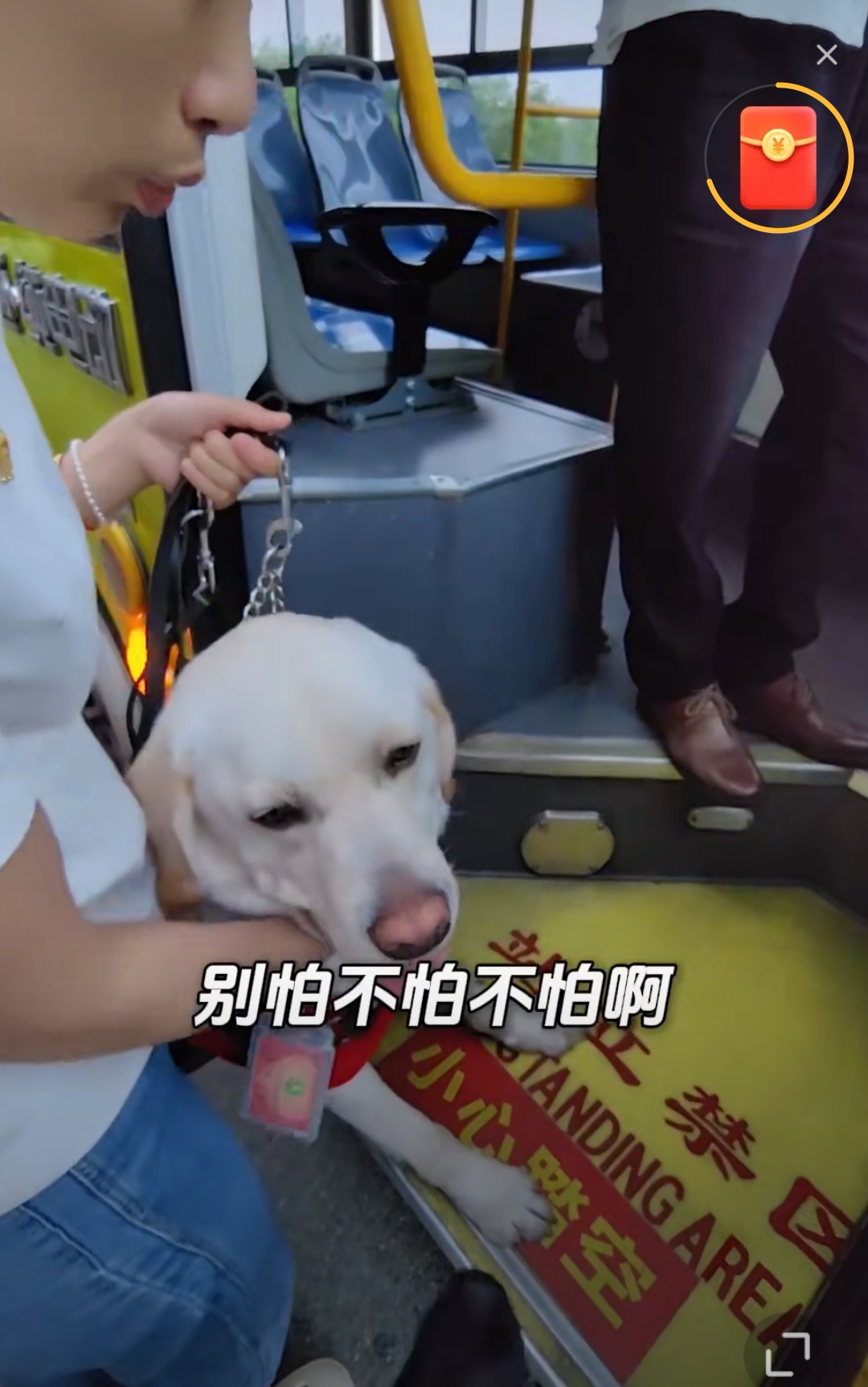 现在导盲犬和盲人出行，都带着摄影团队吗？为什么舆论对他们的拍摄者动机批评的那么多？导盲犬和盲人，带着团队全国四处溜达，各种纠纷到底为什么？导盲犬使用规则是什么？