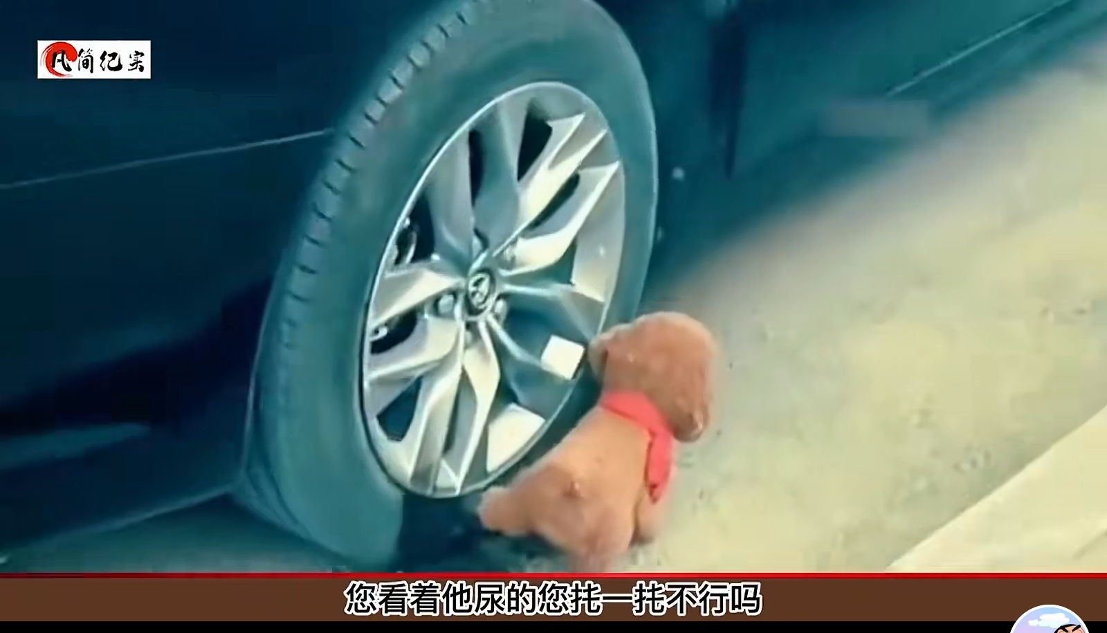 宠物狗，十之八九都是死在任性的狗主人手里，狗是无辜的，狗主人是活该的。